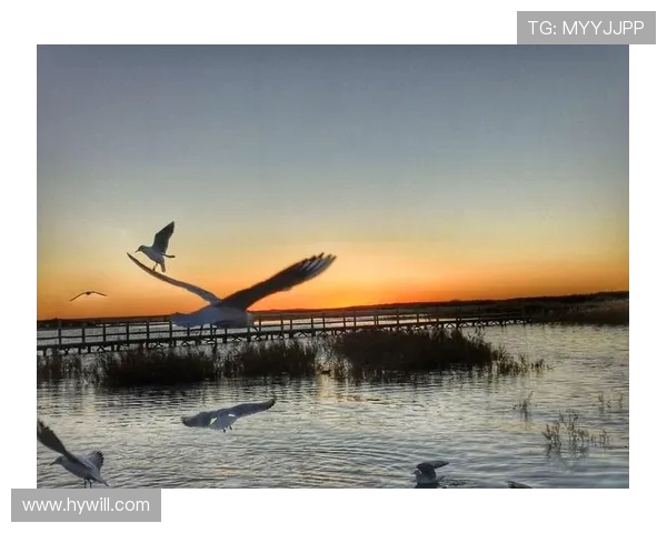 飞盘女将陈秀英的成长之路与梦想追逐的精彩对话